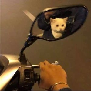 Meet your Posher, Cole